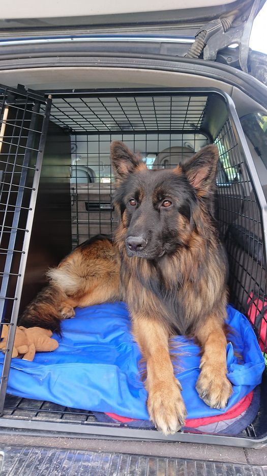 Koda 
ÄLSKADE att ligga på kyldynan i bilen på varma dagar.... Å
hade full kontroll över gården . Nu har hans helbror ZINGO flyttat till oss och tagit över övervakningen 